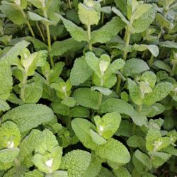 FREE FREE MINT PLANTS And Mint Leaves Menta andina  Grátis 