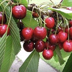Sweet Southern Cherry Fully Grown Starter Plant In 1 Gallon Pot