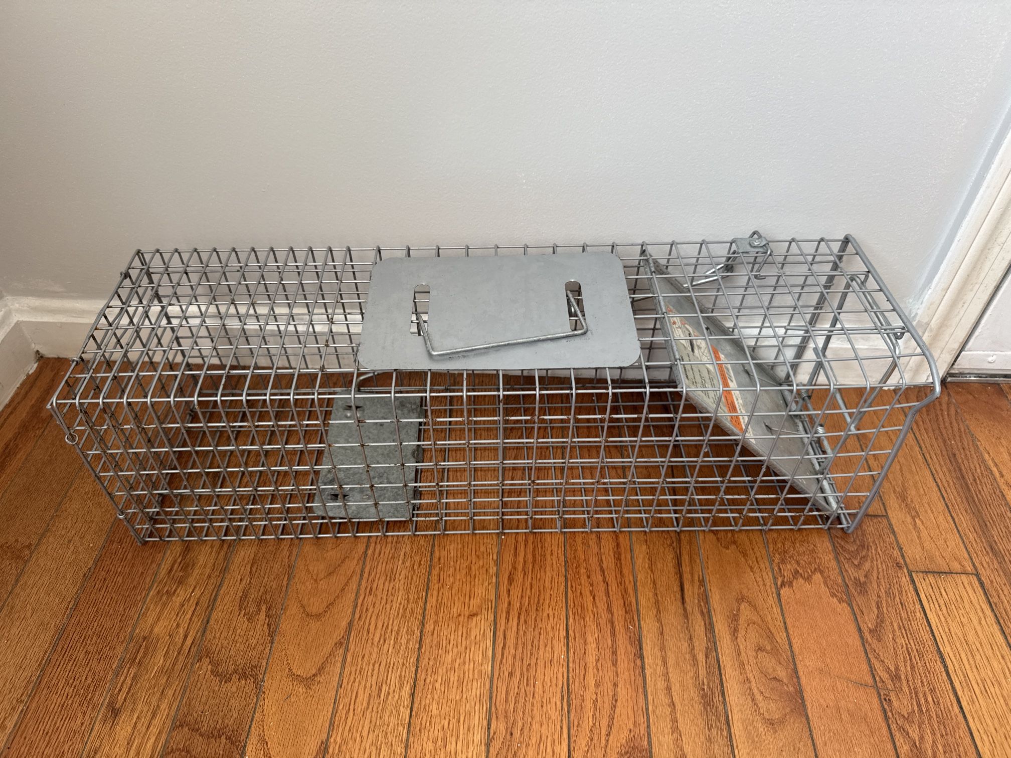 Squirrel And Rat Trap