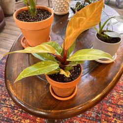 Live Prince Of Orange Philodendron Plant With Terracotta Pot & Saucer (Please Read Full Description) 