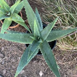 Aloe Plant