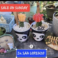 PLANT SALE THIS SUNDAY IN SAN LORENZO ..NOON TIL 330 PM