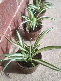 Spider plants in plantable pot