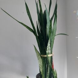 SNAKE Plant - Tall 