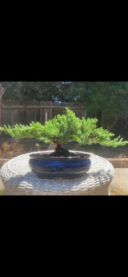 Bonsai plants  for sale $60 each