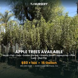 Apple trees 15 gallons