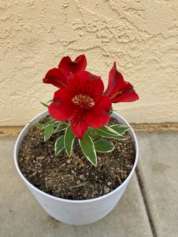 Variegated Leaf Alstroemeria “Katiana” Peruvian or Princess Lily Red Flower Plant; 8” Self-Watering Pot