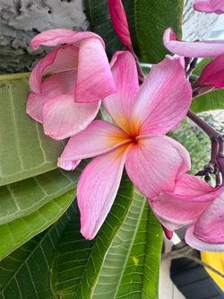 Plumeria