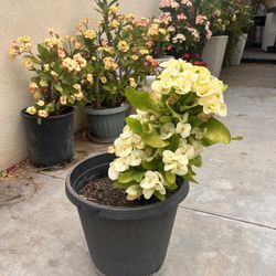 Corona de Cristo Blanca