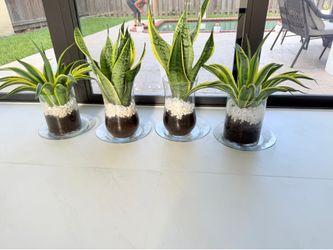 Handmade Decorative Live Plant Arrangement – Made with Love
