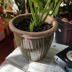 Alovera Plant 2 Young Plants In A 5” Tall Ceramic Pot