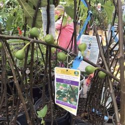 Celeste Brown Fig Fully Grown Plant In 3 Gallon Pot