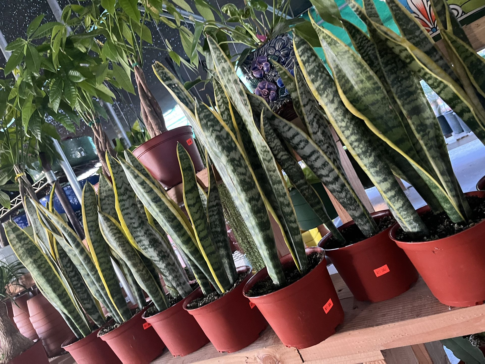 Snake Plants In 6” Pots $11 Each
