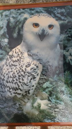 Owl picture
