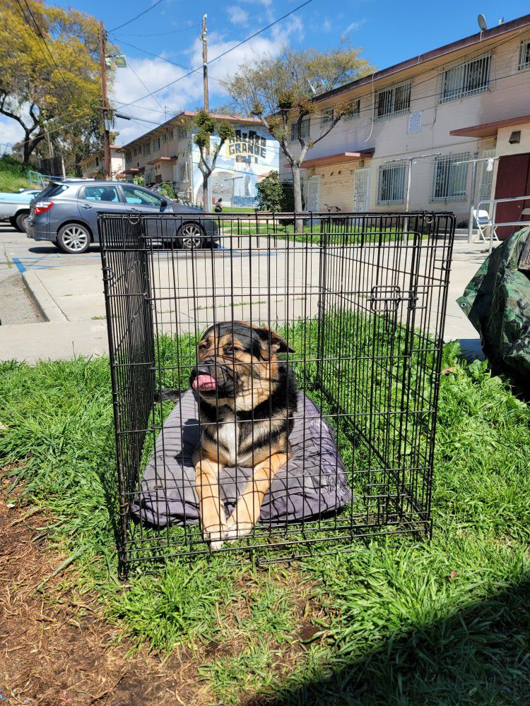 Foldable Metal Wire Dog Crate 

