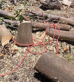 Free chopped fire wood