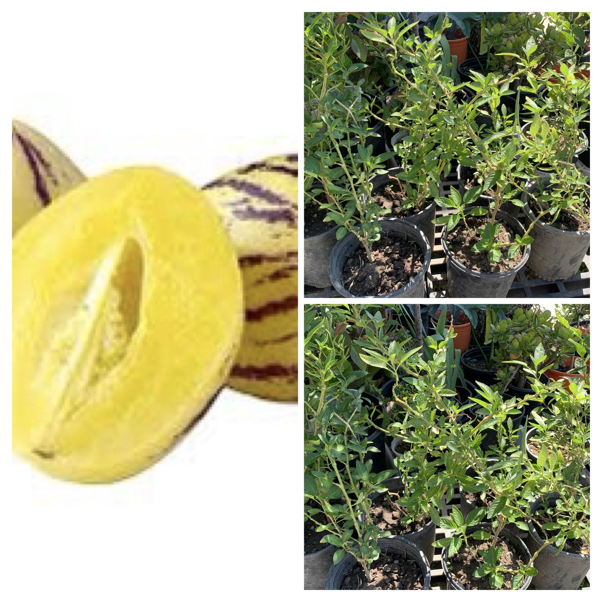 PEPINO MELON DULCE MELON PEAR TREE PLANT 人參菓 1 GALLON POT LIVE PLANT VERY HEALTHY FRUIT GINSENG FRUIT $10 EACH PLANT Cash only Pick up in North San