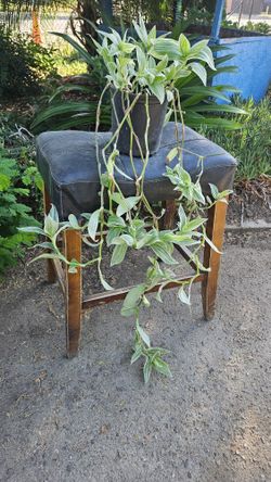 Plant