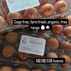 Fresh Eggs