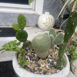 Variety Succulent Planter 