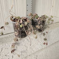 Hoya Curtisii Plants (Sun Stressed)