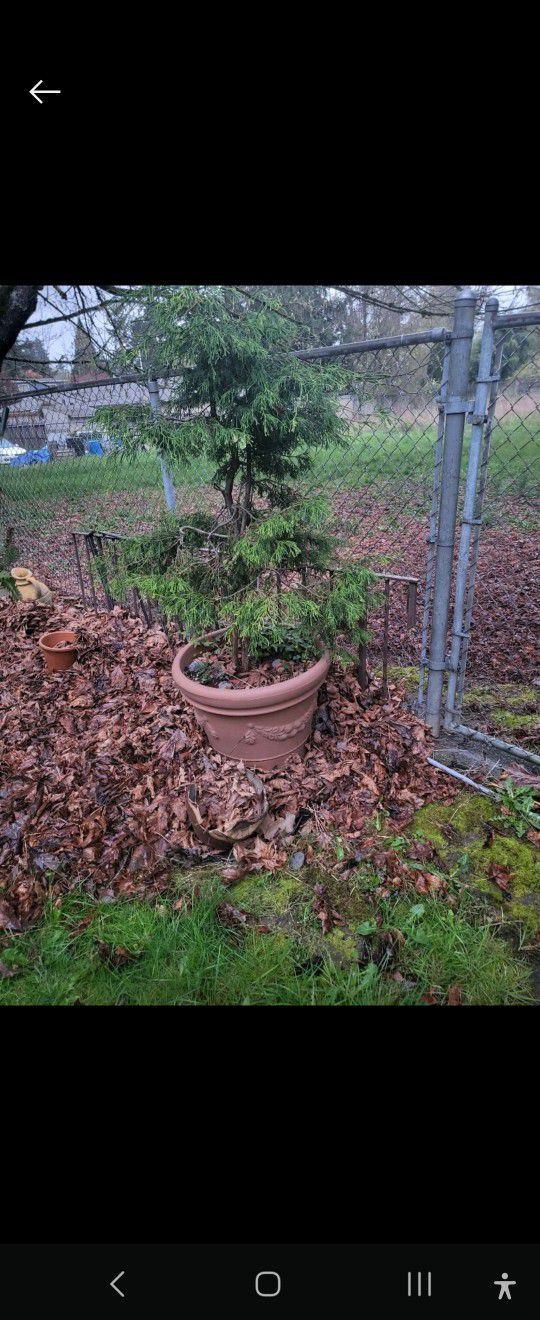 Large Potted  Shrub/Tree