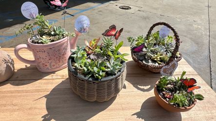 Mother’s Day succulents pop