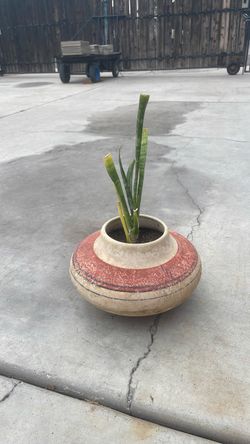 Snake plant