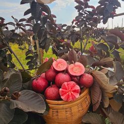 Purple Guava Trees 🌳💜