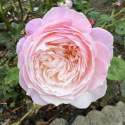 Constance - English Wedding Rose plant in 1 gallon pot. Pick up in Millbrae