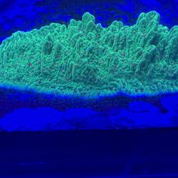 Saltwater Frags Ornaments 