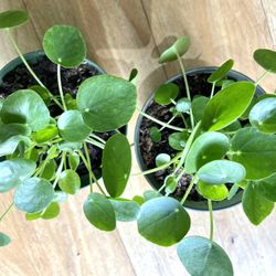 Pilea Money Plant 6” Pot Cay Dong Tien