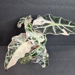 Alocasia Pink Polly Mama