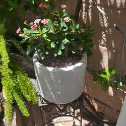 Flowering Succulents In Glazed Pots