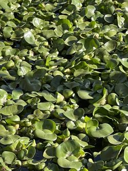 Water Hyacinth
