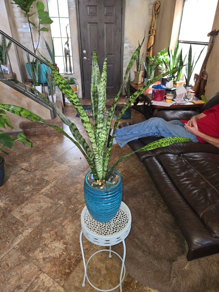2ft 10in Tall Sansevieria Snake Plant In New Ceramic Pot With Stones And Sea Glass