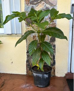 Noni Plant