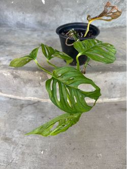 Monstera Swiss cheese