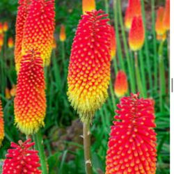 Red Hot Poker Plant Root