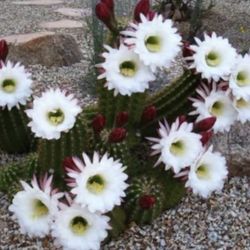 Argentine Giant cactus Clippings - $1 per inch