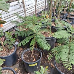 Jacaranda Tree, El Arbol-Flor(Jacaranda Mimosifolia)