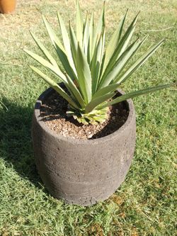 Maguey En Maceta De Cemento.