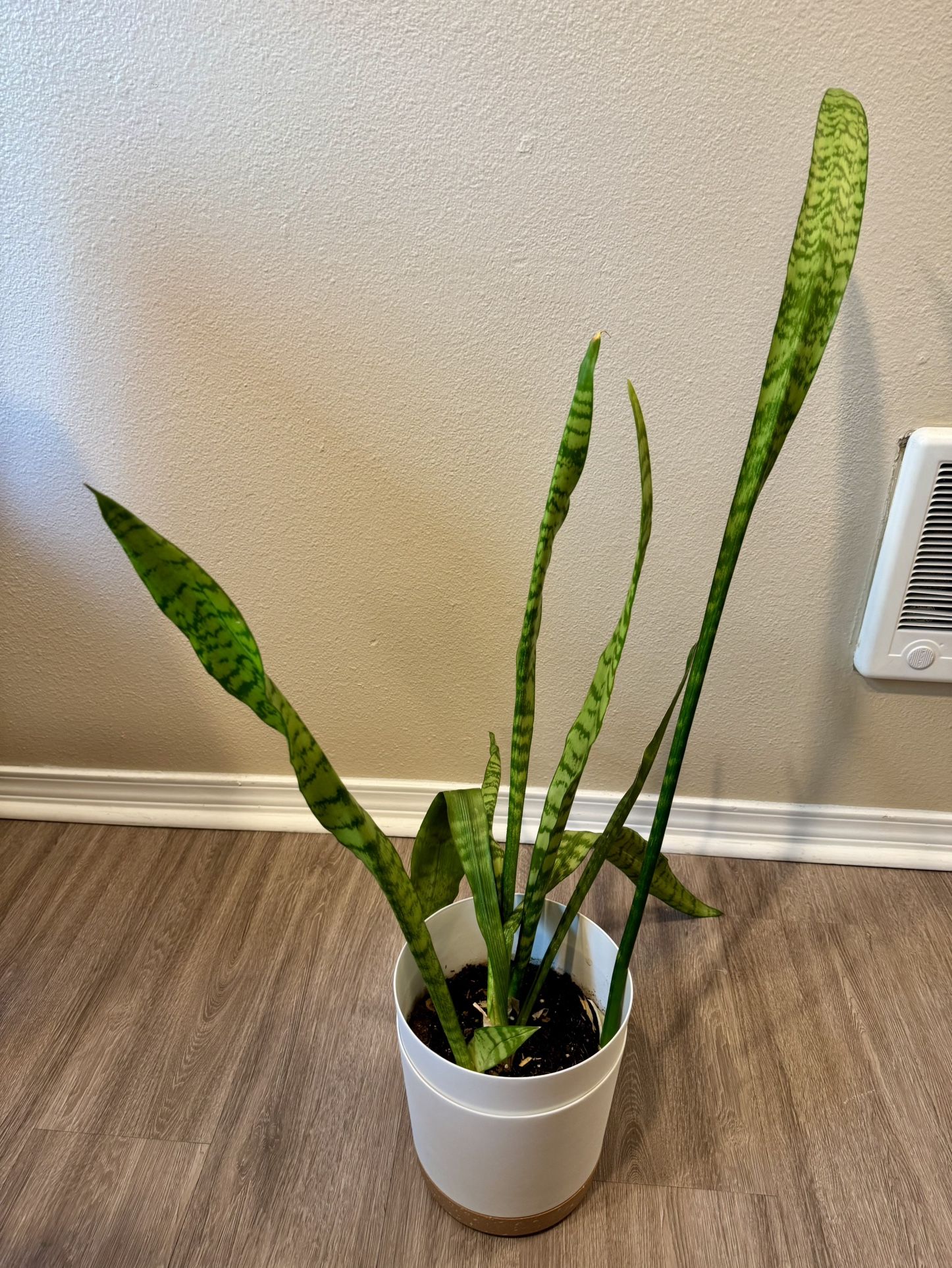 Snake plant in a stylish white pot with care instructions