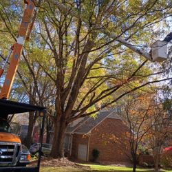 Tree Cutting & Cleanup