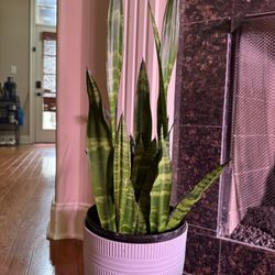 Medium Snake Plant