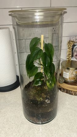 Heartleaf philodendron Terrarium 🌱