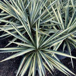 Color Guard Yucca Plant 5gal 