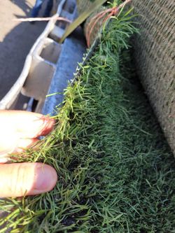 Artificial grass used