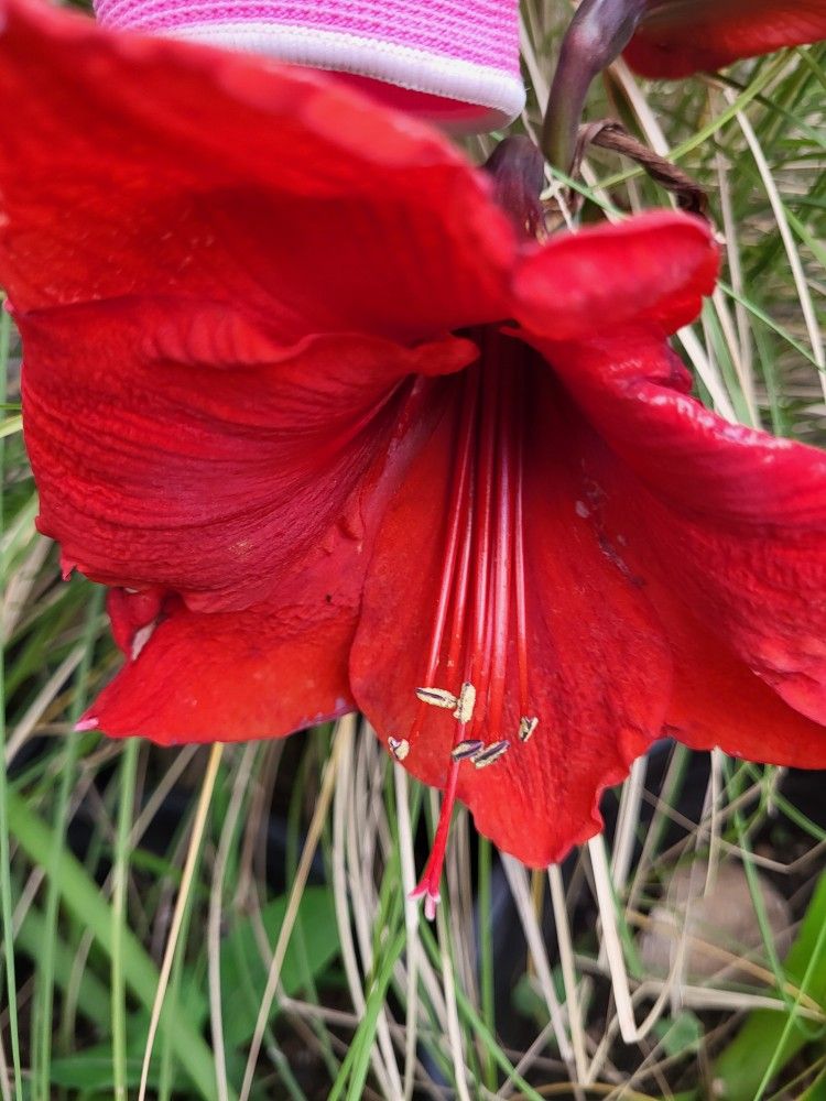 Red Amaryllis Plant Large Pot