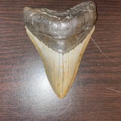 Megalodon Shark Tooth 